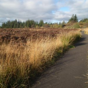 creggan-wood-walk3