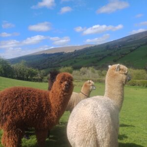Sperrin Alpacas